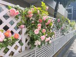 薔薇🌹が見頃です!