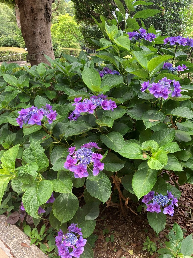 2026.6.14 紫陽花｜伊豆ヘルス・ケアマンション(静岡県賀茂郡東伊豆町