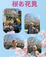 桜🌸お花見