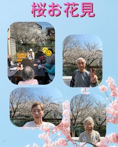 桜🌸お花見