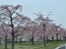 桜のトンネル