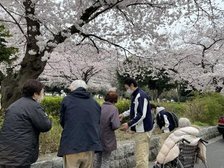 待ってましたこの季節 桜のシーズン到来です