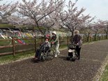 🌸お花見🌸