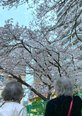 お花見🌸