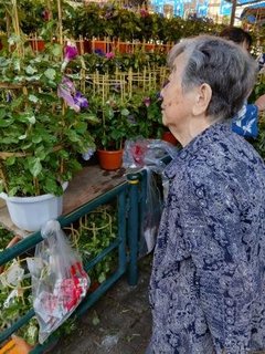 朝顔市