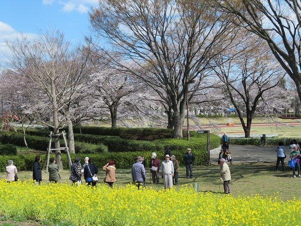 お花見に行ってきました ウェルハイム 八王子 東京都八王子市 Lifull 介護 お花見に行ってきました ウェルハイム 八王子 東京都八王子市 Lifull 介護