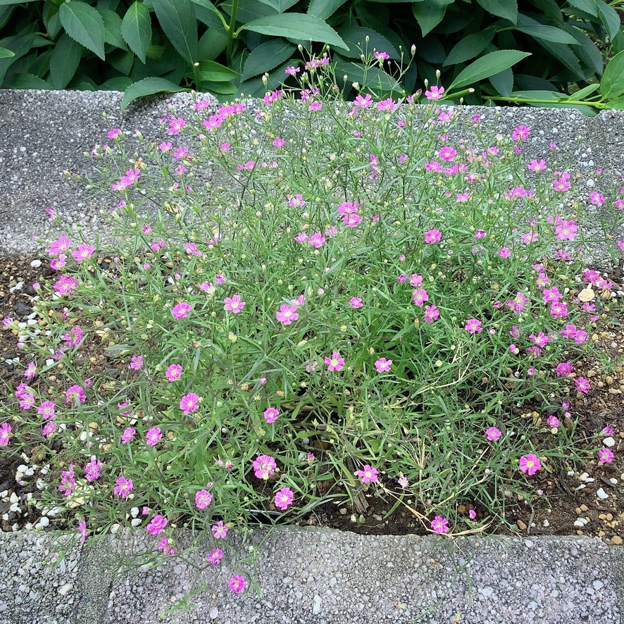 ピンクのかすみ草｜蓮田オークプラザ 介護館(埼玉県蓮田市)｜LIFULL