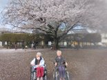 介護付き有料老人ホーム「アミカの郷流山」満開の桜!
