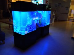 ☆彡水槽が入りました☆彡(^。^)