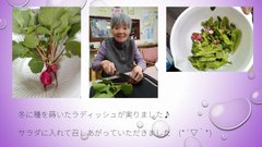 ラディッシュができた (^O^)/