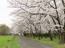桜草公園