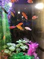 アクアリウム🐟