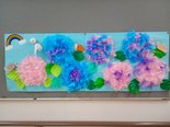 紫陽花が咲きました♪