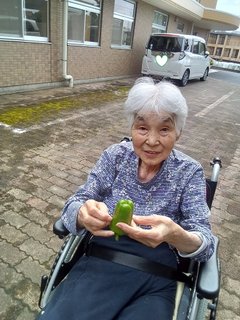 初の収穫! 大きなピーマンを収穫しました!