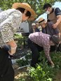 ほうれん草収穫