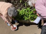 ホームでいちご狩り★グループホームみんなの家・横浜宮沢★