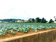 ホームの目の前にある野菜畑