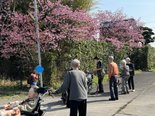 ☆まだまだ桜