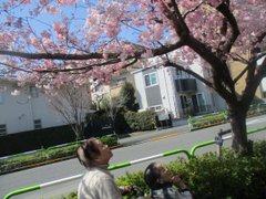 2026年3月27日 神代曙(サクラ)