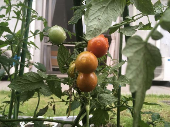 グループホーム みんなの家・殿山北糀谷(みんなのいえ・とのやまきたこうじや)