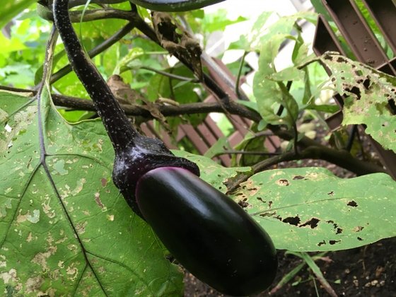 グループホーム みんなの家・殿山北糀谷(みんなのいえ・とのやまきたこうじや)