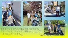 散歩日和 八重桜が満開 (*^_^*)