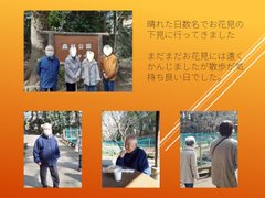 花見の下見 (*^-^*)