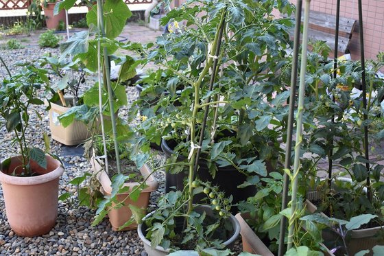 みんなの家・戸田