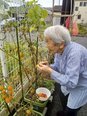 トマト狩り