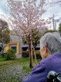 グループホームみんなの家・中野鷺宮で「お花見」3/27・29日