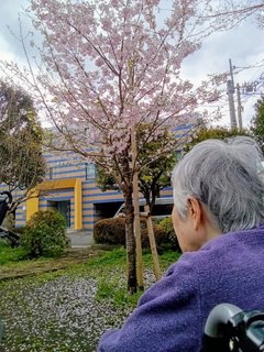 グループホームみんなの家・中野鷺宮で「お花見」3/27・29日