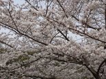 4月福智山ろく公園に花見に行きました♪