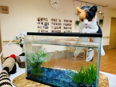 新しい人気者🐈⭐