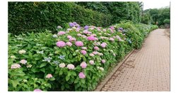 滝ノ川あじさいロード