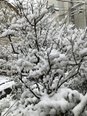 梅の花に積もる雪