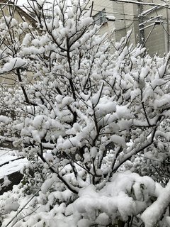 梅の花に積もる雪
