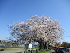 お花見に行ってきました🌸