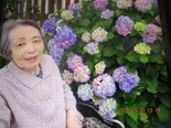 看護師ブログ～紫陽花がキレイです～