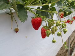 いちご狩りのフレッシュな甘味は最高