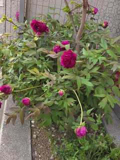 そして敷地の片隅でも