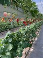 伊豆フルーツパークへイチゴ狩り