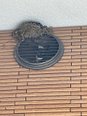 つばめのヒナ達