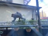 湯河原にサル出没!!!!!