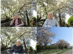 お花見だより✿vol.6❀