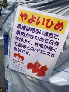 いちご狩り🍓