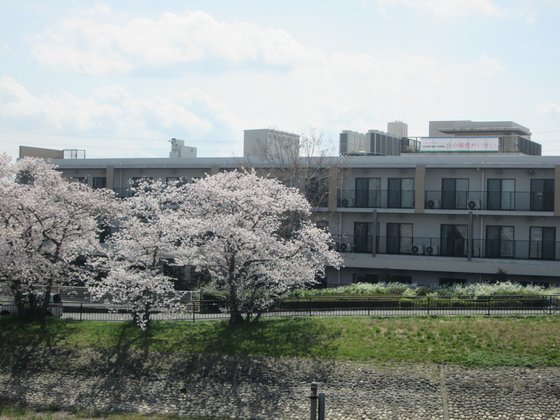 白小鳩橋めいせい