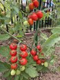 菜園は…🍅