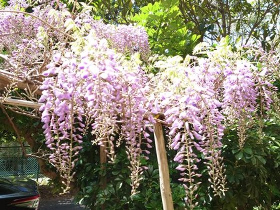 申孝園ロータスヴィラ