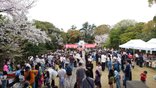 「申孝園・桜祭り」
