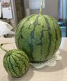 菜園のスイカが収穫時期に「大・小ツーショット」🍉
